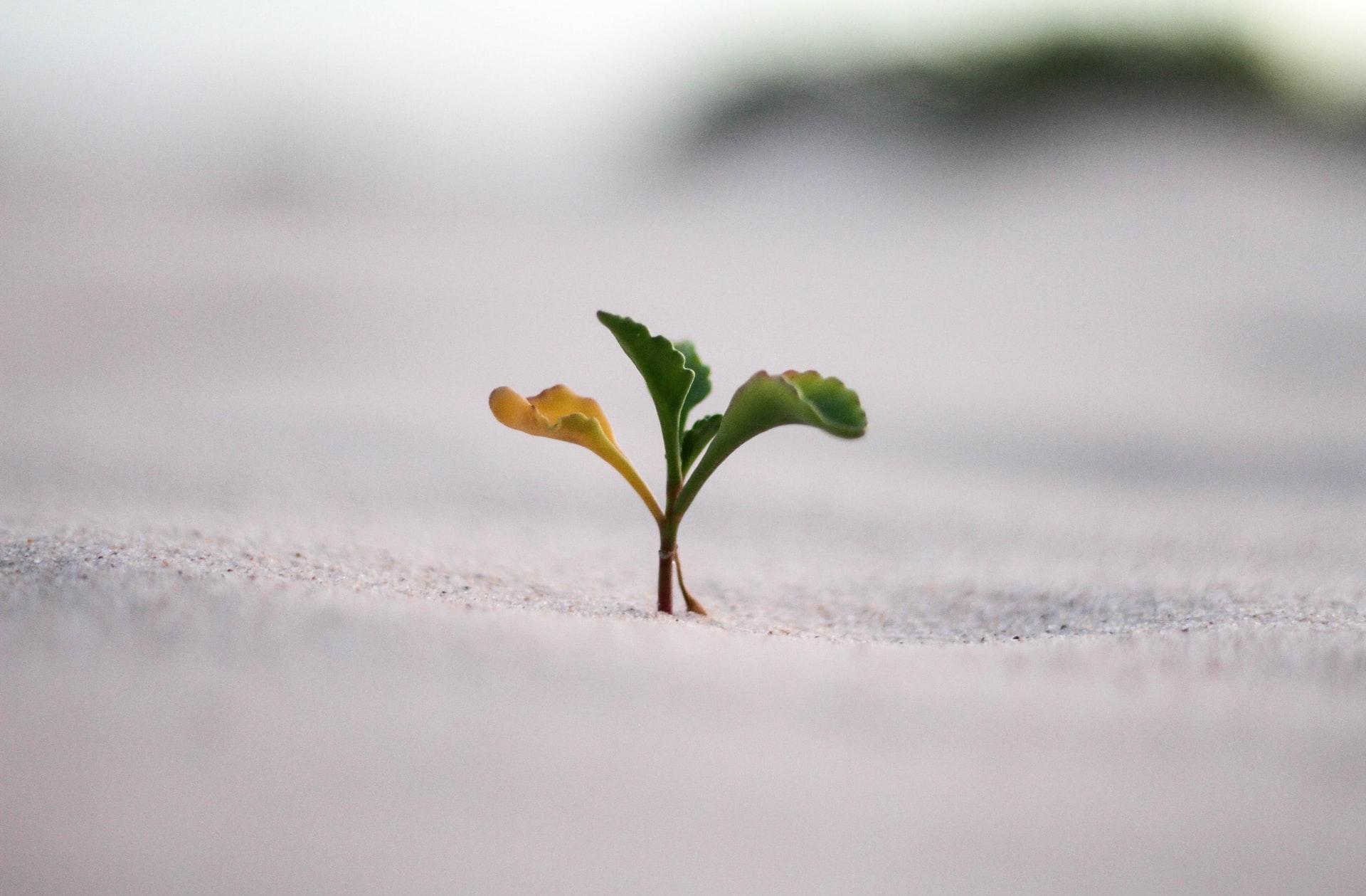 closeup photography of plant on ground